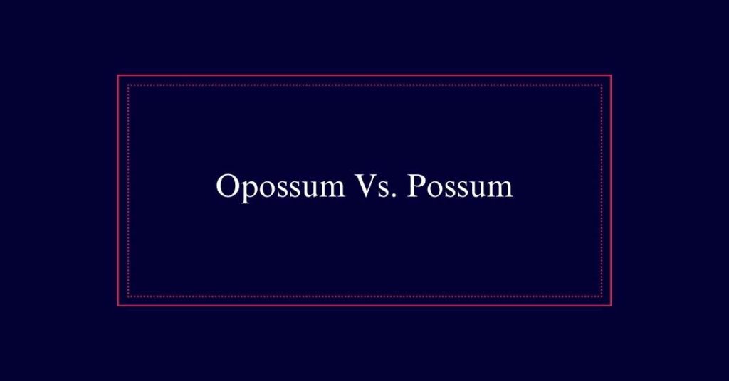 Opossum or Possum